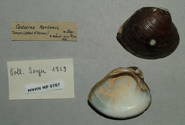 specimen