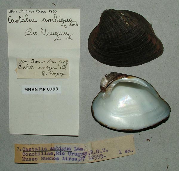 specimen