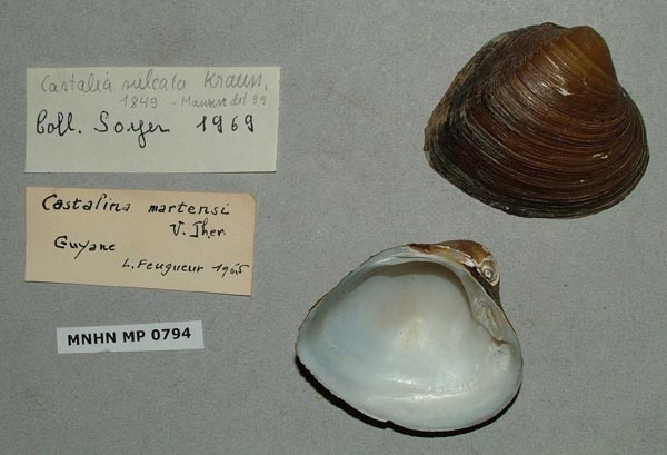 specimen