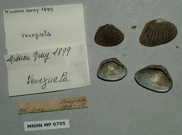 specimen