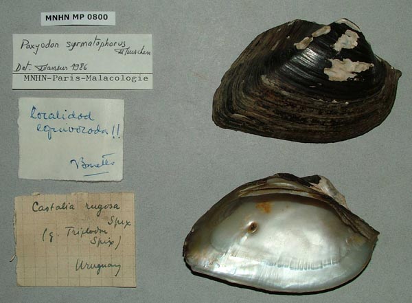 specimen