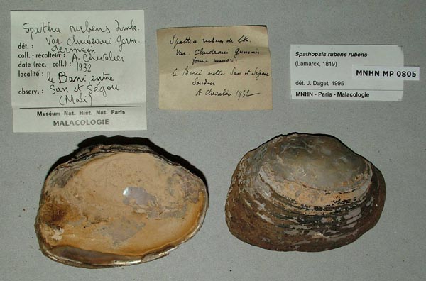 specimen