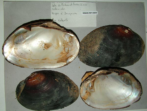 specimen