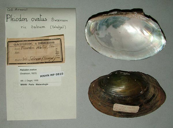 specimen