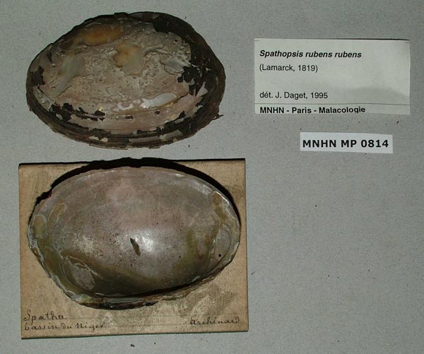 specimen