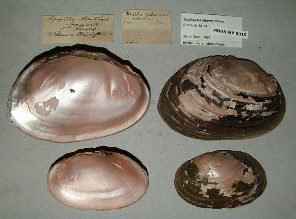 specimen