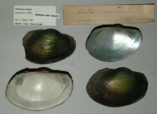 specimen