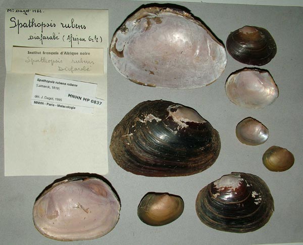 specimen