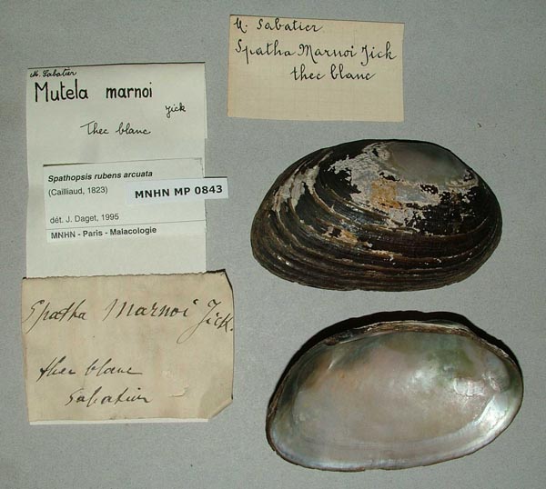 specimen