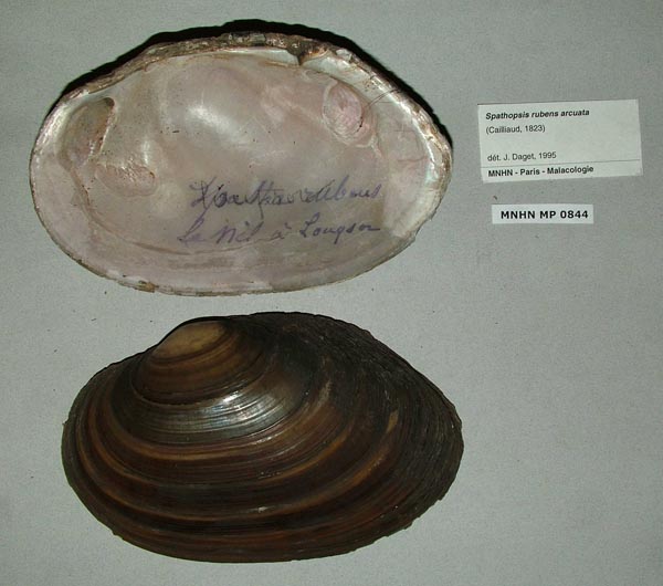 specimen