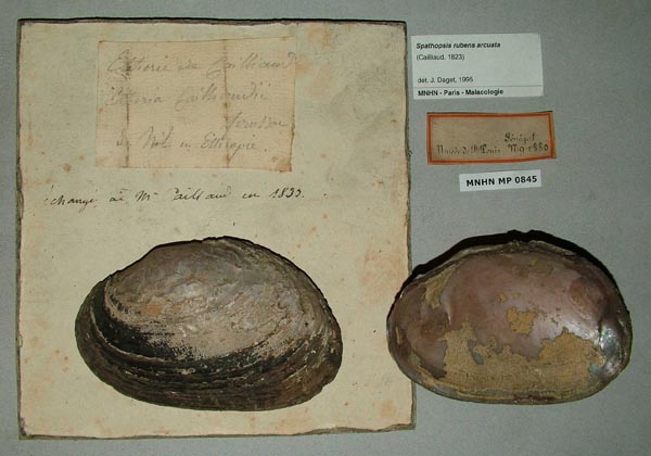 specimen