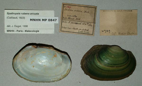 specimen