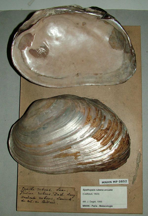specimen