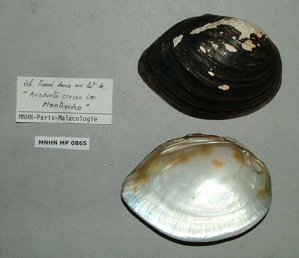 specimen