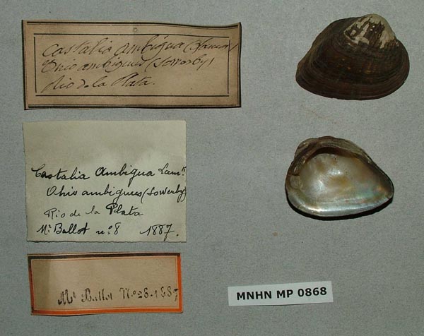 specimen