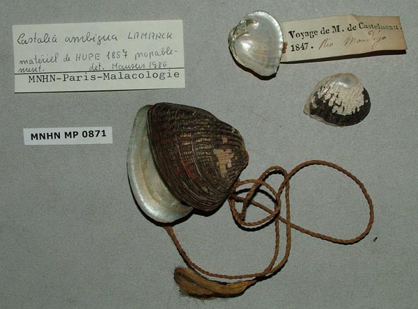 specimen