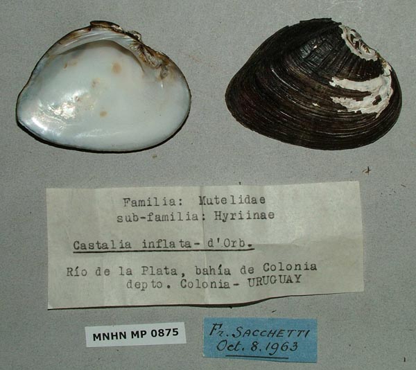 specimen