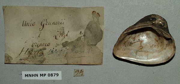 specimen