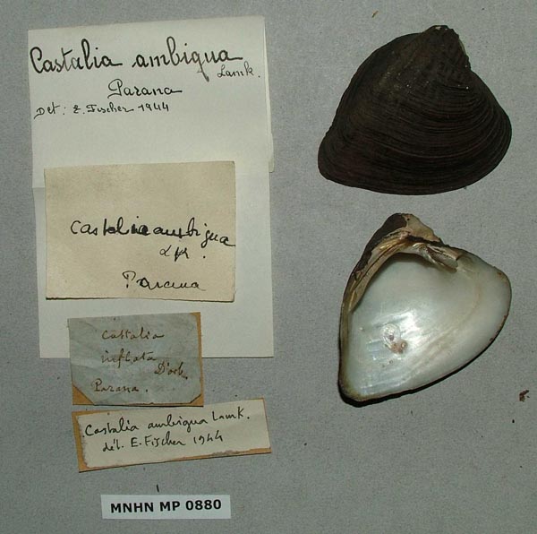 specimen