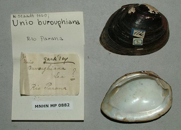 specimen