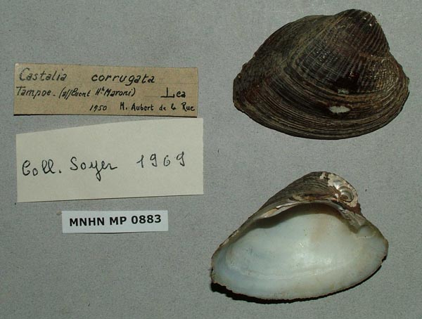 specimen