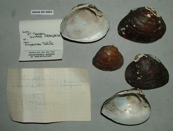 specimen