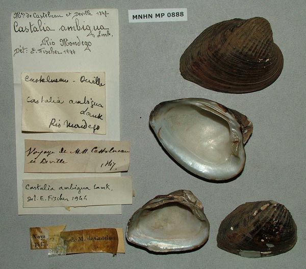 specimen