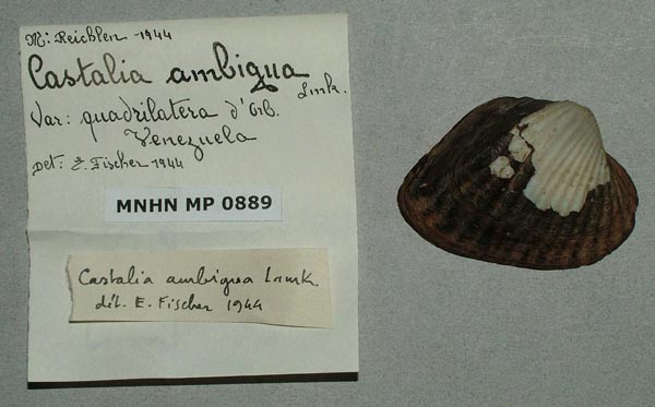 specimen