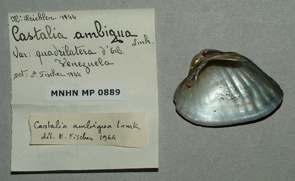 specimen