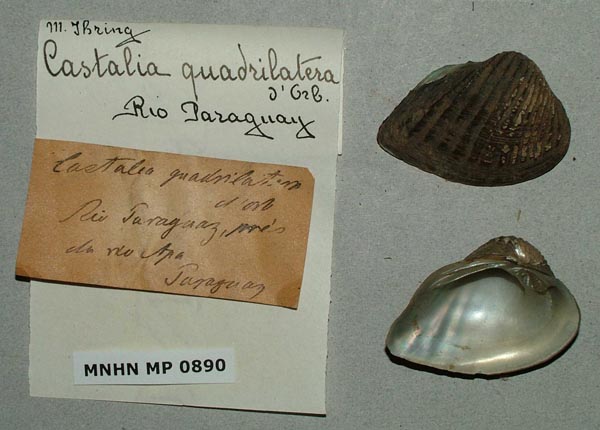 specimen