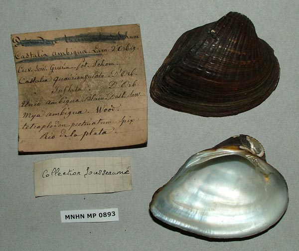 specimen