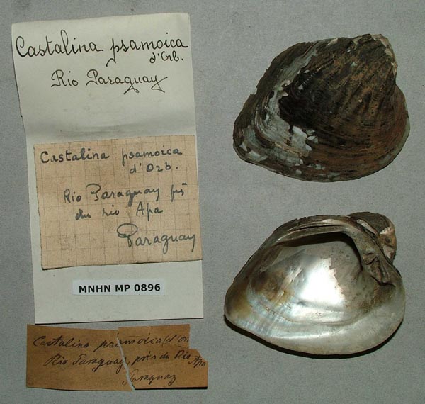 specimen