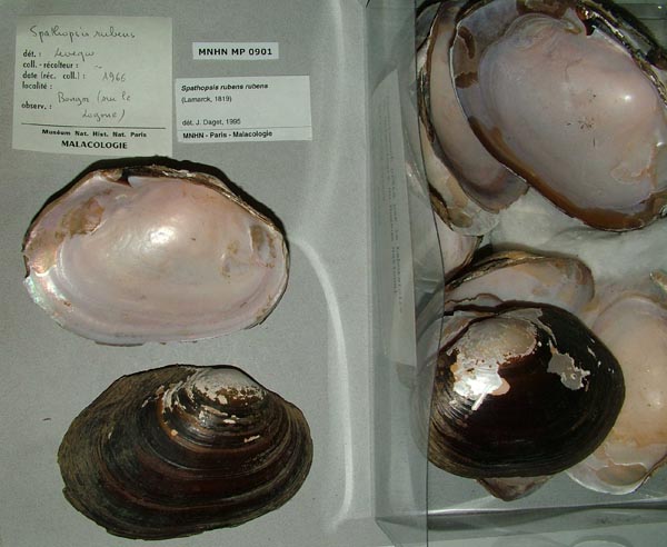 specimen