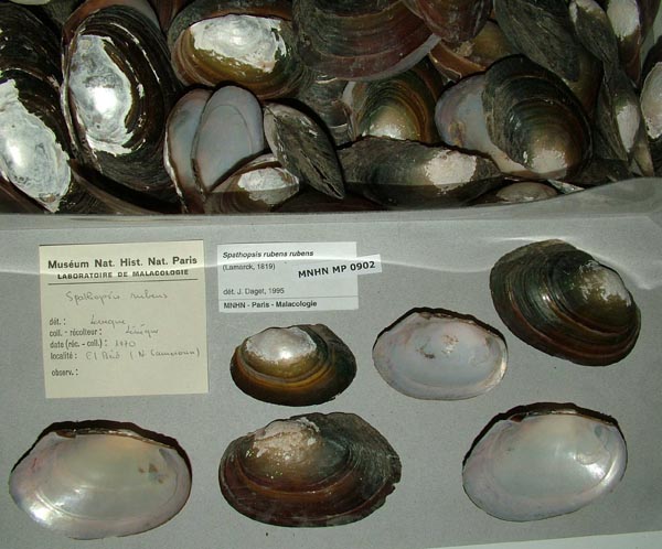specimen