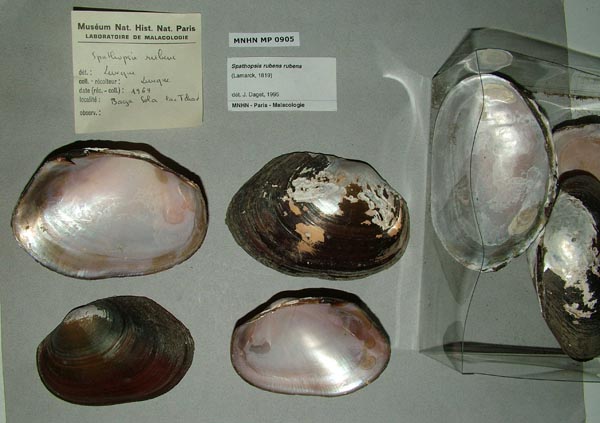specimen