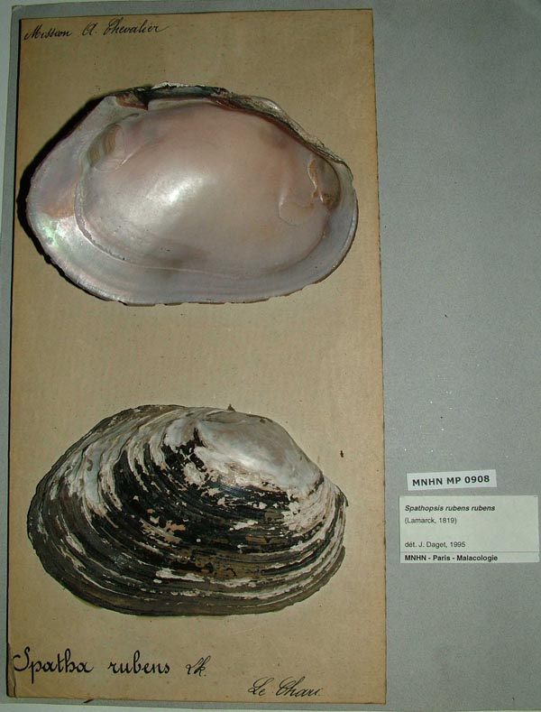 specimen