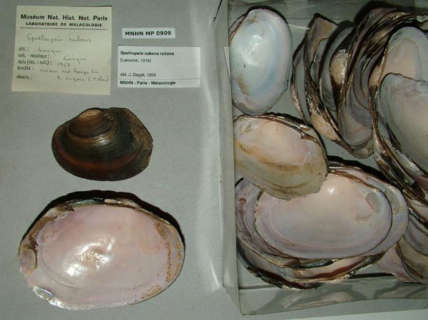 specimen