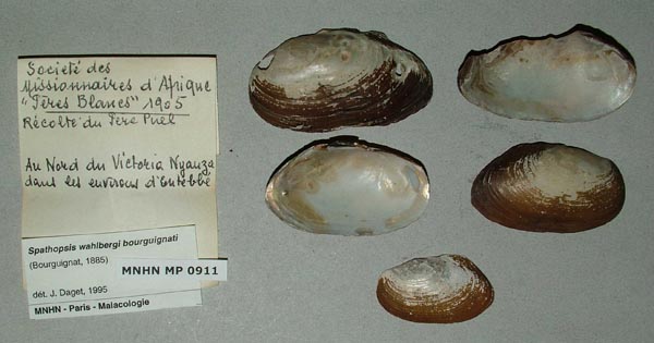 specimen