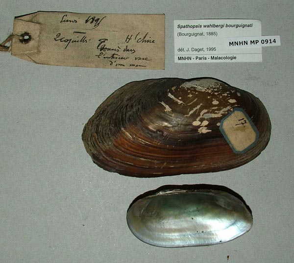 specimen