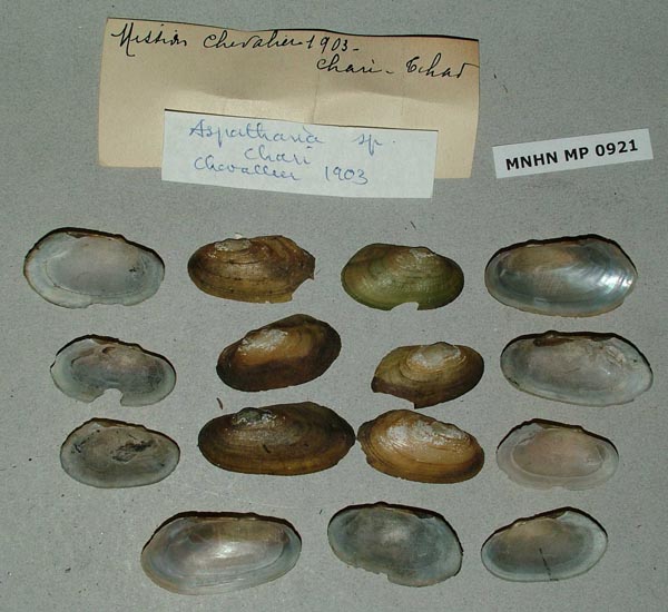 specimen