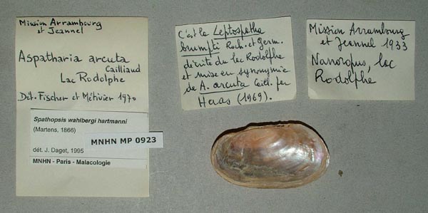 specimen