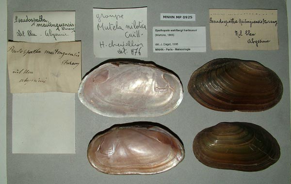 specimen