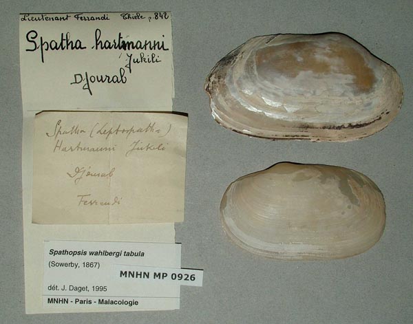 specimen