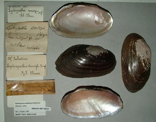 specimen