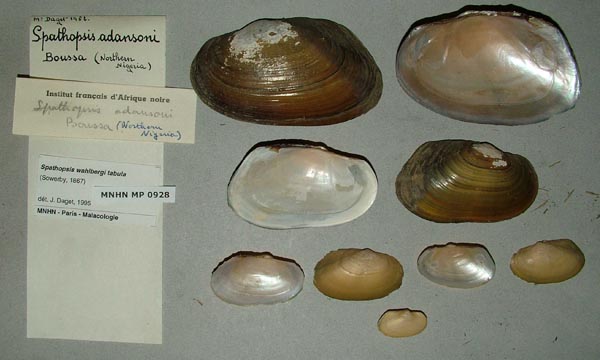 specimen