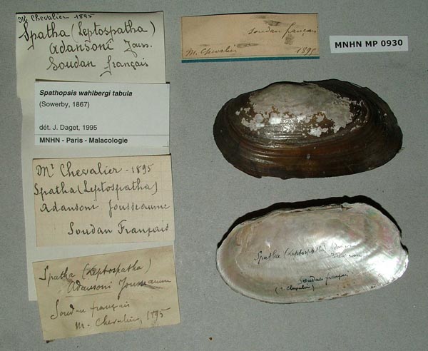 specimen