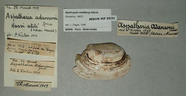specimen