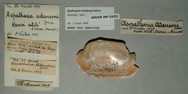 specimen