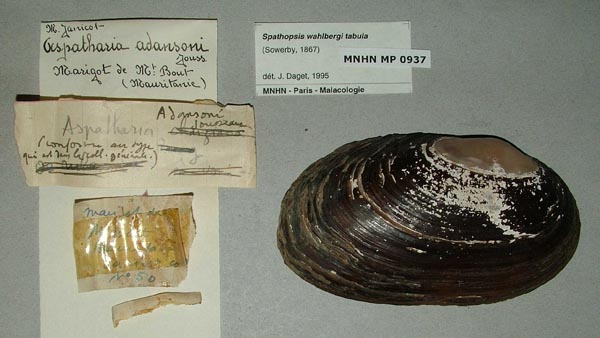 specimen