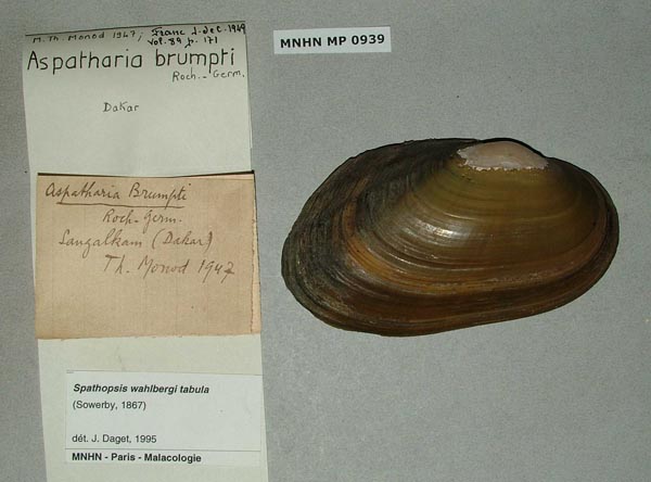 specimen